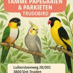 Voorraad vogels 20/6, Dieren en Toebehoren, Vogels | Overige Vogels, Meerdere dieren, Tropenvogel, Geringd