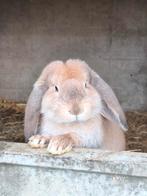 Franse Hagoors, Dieren en Toebehoren, Hangoor