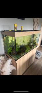 Juwel rio 350 met kast+4pompen en CO2, Ophalen, Zo goed als nieuw