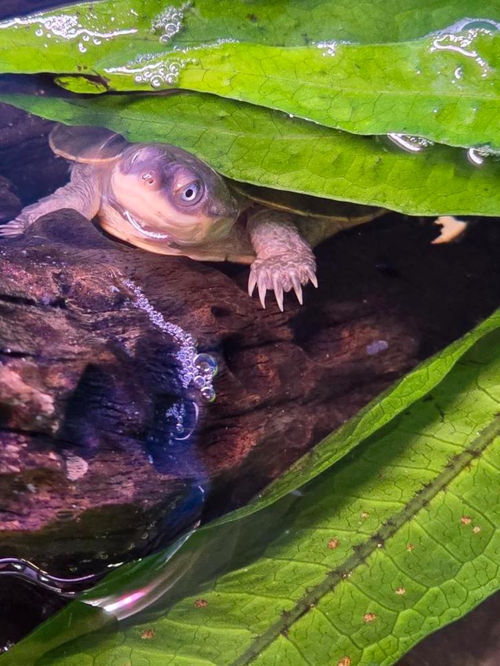 Jonge Pelomedusa subrufa, Animaux & Accessoires, Reptiles & Amphibiens, Amphibien