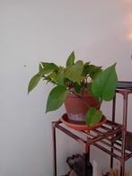 2 verschillende soorten hangplanten in terracotta bloempot., Ophalen