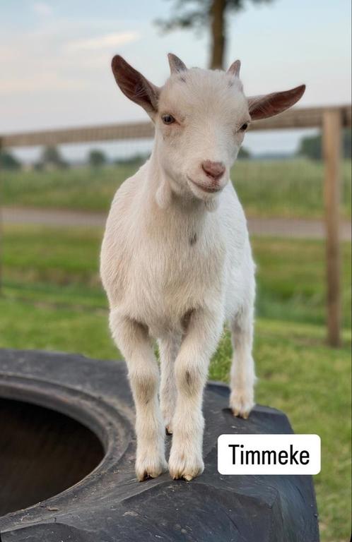 Knuffelgeitje Timmeke, Dieren en Toebehoren, Schapen, Geiten en Varkens, Geit, Mannelijk, 0 tot 2 jaar