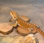 Baardagaam, Dieren en Toebehoren, Overige soorten, Met terrarium, 0 tot 2 jaar