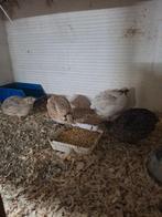 6 cailles, Animaux & Accessoires, Volatiles, Plusieurs animaux, Autres espèces