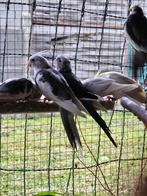 Calopsittes lot, Dieren en Toebehoren