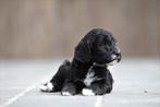 Zwarte Labradoodle pups te koop, CDV (hondenziekte), België, 8 tot 15 weken, Meerdere