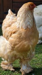 Broedeieren brahma lemon pyle raszuiver, Kip