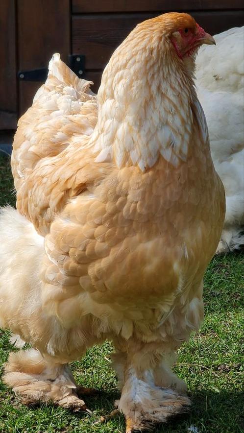Broedeieren brahma lemon pyle raszuiver, Dieren en Toebehoren, Pluimvee, Kip