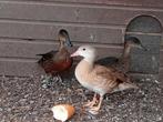 Siereenden, Dieren en Toebehoren, Pluimvee