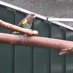 Poicephalus Meyeri Damarensis., Vrouwelijk, Papegaai, Geringd