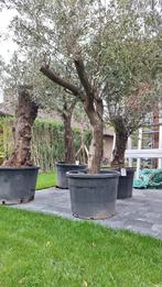 Olijfboom, Tuin en Terras, Planten | Bomen, Ophalen, In pot, Olijfboom, 250 tot 400 cm