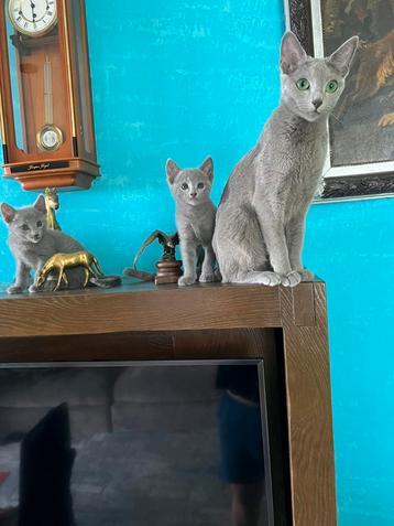 CHATS BLUE RUS AVEC ARBRE GÉNÉALOGIQUE, Chat, Vermifugé, 0 à 2 ans