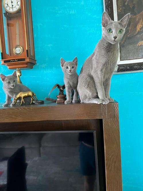 BLAUW RUS  KATERS MET  STAMBOOM, Dieren en Toebehoren, Katten en Kittens | Raskatten | Korthaar, Kater, 0 tot 2 jaar, Met stamboom