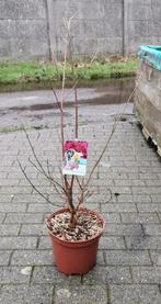 lagerstroemia, Enlèvement, Autres espèces