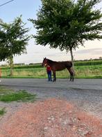 Paard te koop, Dieren en Toebehoren, Paarden, Merrie, Recreatiepaard, Gechipt, 11 jaar of ouder
