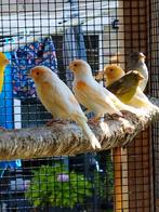 Lot kanaries, Dieren en Toebehoren, Vogels | Kanaries