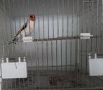 Major putter pop, Animaux & Accessoires, Oiseaux | Oiseaux Autre, Femelle, Oiseau chanteur sauvage, Bagué