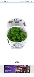 Zoek limnobium laevigatum aquariumplantjes., Ophalen, Zo goed als nieuw, Plant(en), Steen of Hout