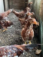 Trio ancona kriel, Dieren en Toebehoren