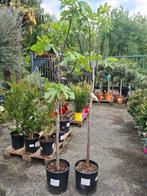 Vijgenboom - Ficus Carica 'Del Portogallo', Tuin en Terras, Planten | Fruitbomen, Halfschaduw, Vijgenboom, Ophalen