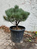 Pinus, Tuin en Terras, Planten | Bomen, Ophalen