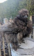 Hennen usa zijdehoen krulveer frizzle en zijdeveer kippen, Dieren en Toebehoren, Pluimvee, Vrouwelijk, Kip