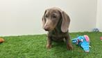 Chiots Teckel Standard, Poils courts, Standard, Parvovirose, Plusieurs