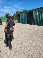 pension pour chevaux, Animaux & Accessoires, Mise à l'étable, 2 ou 3 chevaux ou poneys