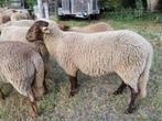 Ardense voskop ram, Mannelijk, Schaap, 0 tot 2 jaar