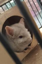 Chinchilla koppel, Dieren en Toebehoren, Februari, Meerdere dieren