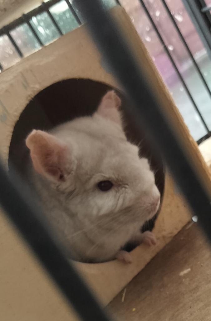 Chinchilla koppel, Dieren en Toebehoren, Overige Dieren, Meerdere dieren, Februari