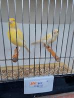 Kanaries, Dieren en Toebehoren