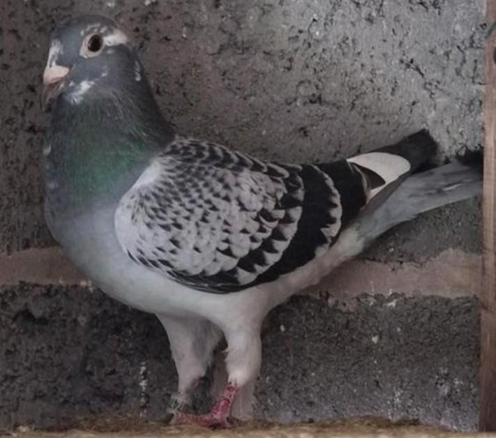 Koppel reisduiven, Dieren en Toebehoren, Vogels | Duiven, Postduif, Meerdere dieren