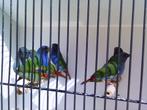 FORBES 2025, Dieren en Toebehoren, Vogels | Overige Vogels, Tropenvogel, Geringd