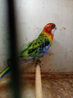 Te ruilen rosella., Dieren en Toebehoren, Vogels | Parkieten en Papegaaien