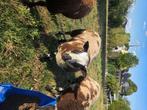 Baggerbonte bok, Dieren en Toebehoren, Schapen, Geiten en Varkens