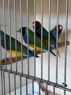 Gouldamadines, Dieren en Toebehoren, Vogels | Overige Vogels, Meerdere dieren, Tropenvogel