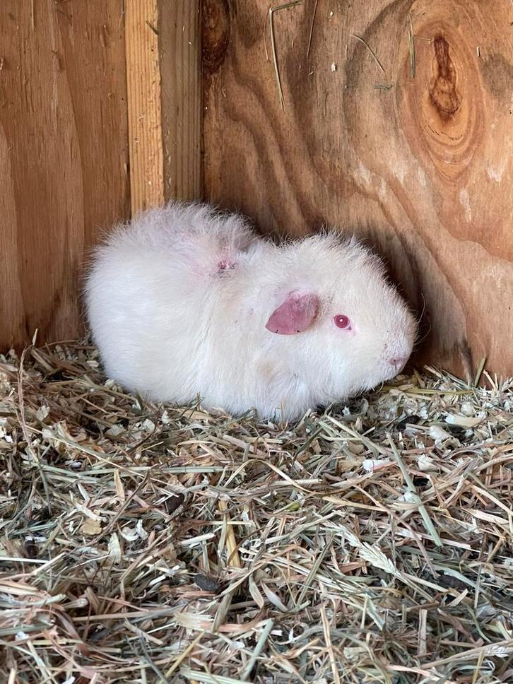 Witte teddy rex cavia, Animaux & Accessoires, Rongeurs, Mâle, Cobaye, Septembre, Domestique