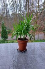 Yucca, Vaste plant, Ophalen