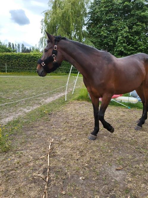 Halve stal gezocht, Dieren en Toebehoren, Paarden, Ruin