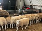 Swifterramlammeren ,, Dieren en Toebehoren, Schapen, Geiten en Varkens