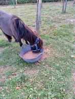 Shetland Pony, Dieren en Toebehoren, Hengst, Minder dan 160 cm, Gechipt, 0 tot 2 jaar