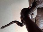 Boa constrictor imperatief motley het albino 1.0, Dieren en Toebehoren, Tam