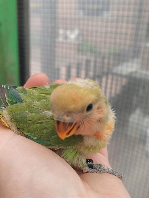 Agapornis Roseicollie baby handtam, Dieren en Toebehoren, Vogels | Parkieten en Papegaaien, Tam