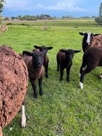 Zwartbles ooilammeren, Animaux & Accessoires, Moutons, Chèvres & Cochons