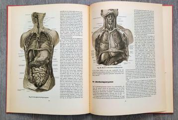 Anatomische atlas voor opleiding verplegenden en EHBO beschikbaar voor biedingen