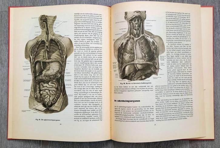Anatomische atlas voor opleiding verplegenden en EHBO, Boeken, Wetenschap, Gelezen, Overige wetenschappen, Ophalen of Verzenden