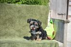 Prachtig Yorkshire Terriër pupje, Dieren en Toebehoren, Honden | Jack Russells en Terriërs, Yorkshire Terriër, België, CDV (hondenziekte)