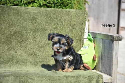 Prachtig Yorkshire Terriër pupje, Dieren en Toebehoren, Honden | Jack Russells en Terriërs, Meerdere dieren, Yorkshire Terriër