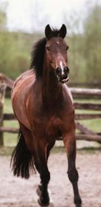 Halve stal gezocht (all round paard), Dieren en Toebehoren, Merrie, Springpaard